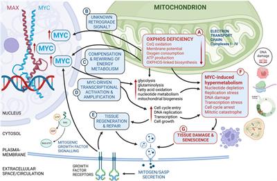 MYC—an emerging player in mitochondrial diseases